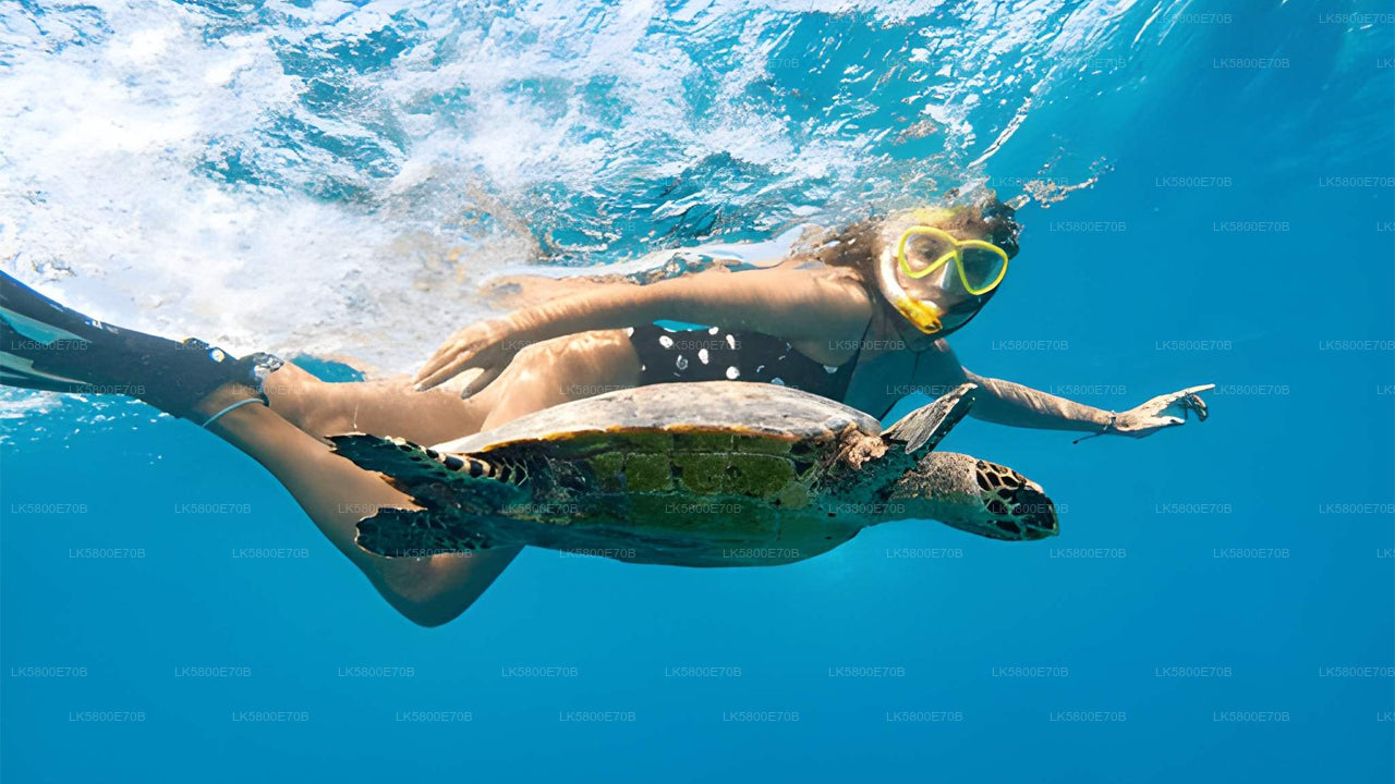 在鸽子岛与海龟一起浮潜