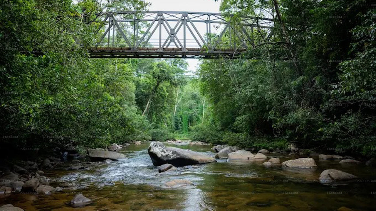 辛哈拉贾雨林徒步之旅,前往狮子岩