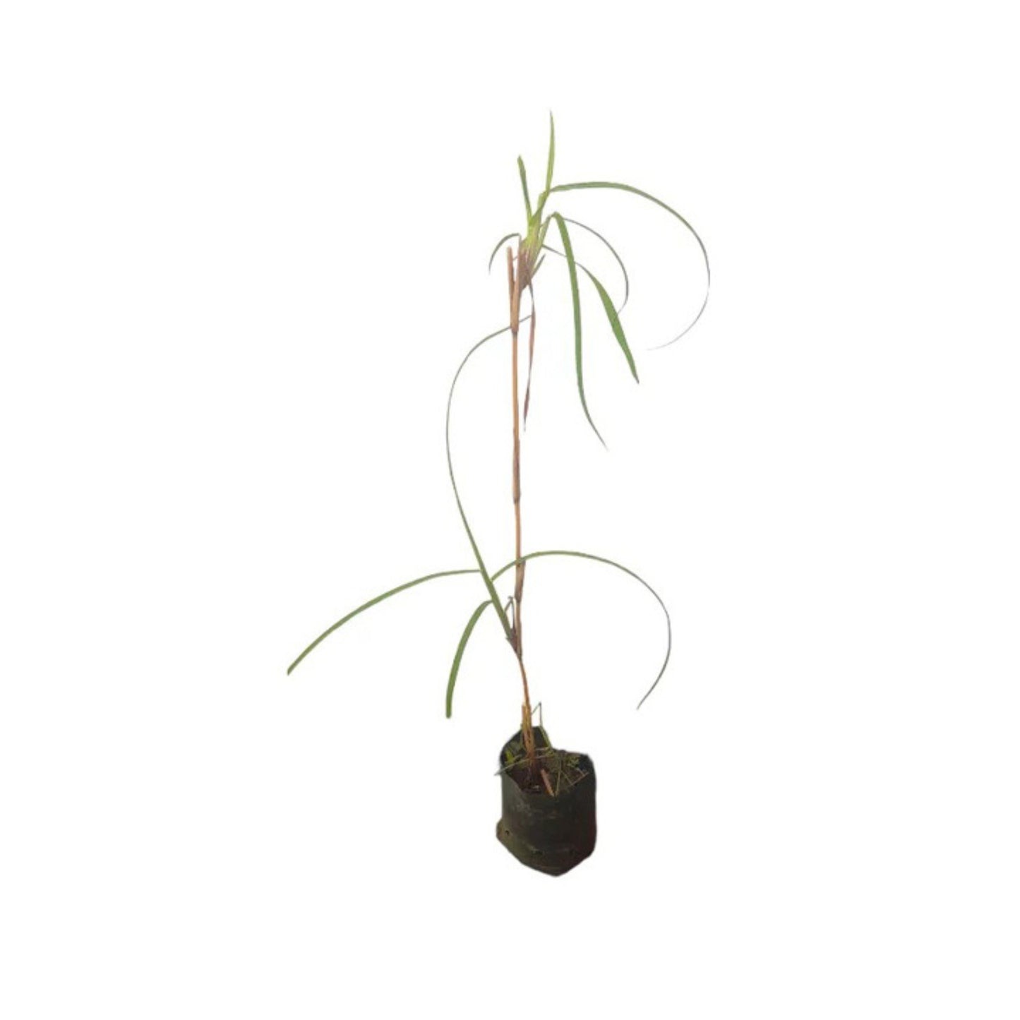 Lakpura® 伊塔纳植物