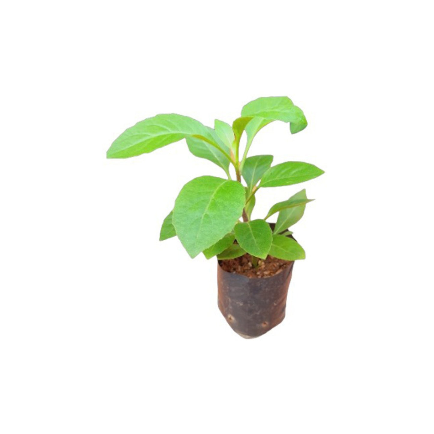 Lakpura® Insulin Plant (Cheena Niwithi) Plant