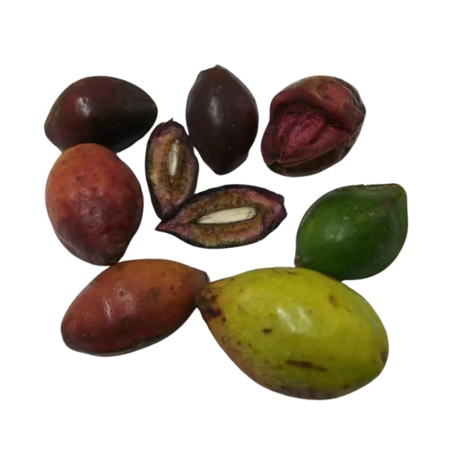 Lakpura® 榄仁树(Kottamba)种子