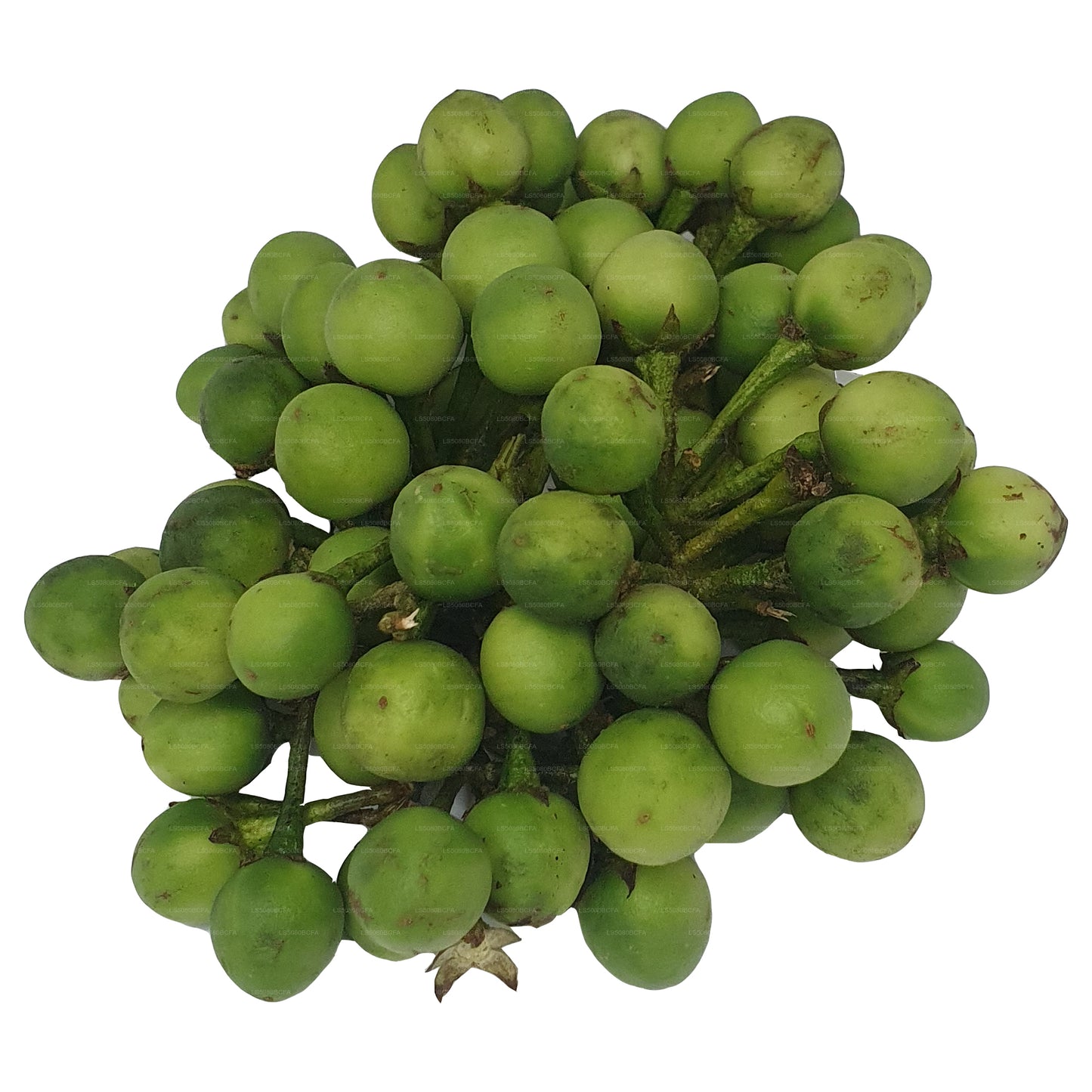 Lakpura® Thibbatu