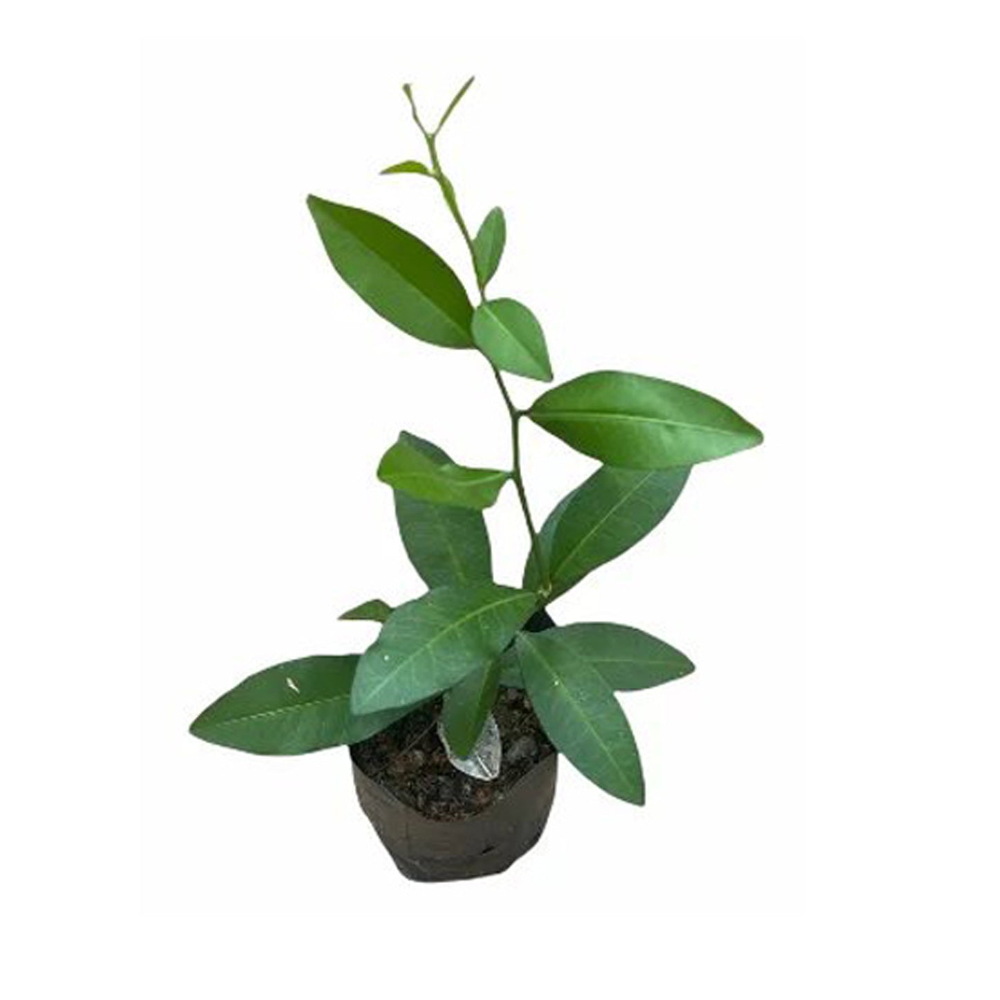 Yaki Naran (Yaki Naran) 药用植物