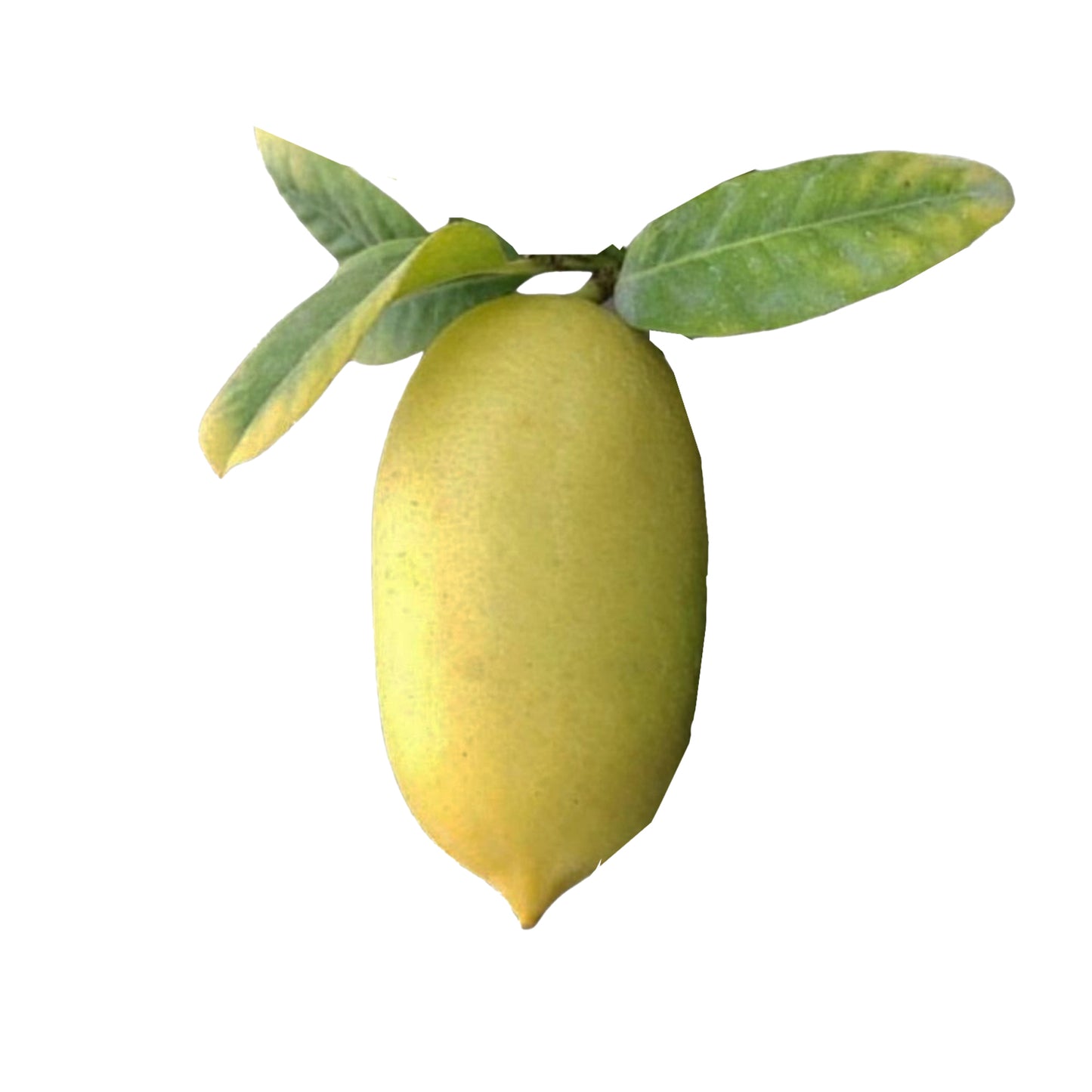 Lakpura® Long Lemon Plant