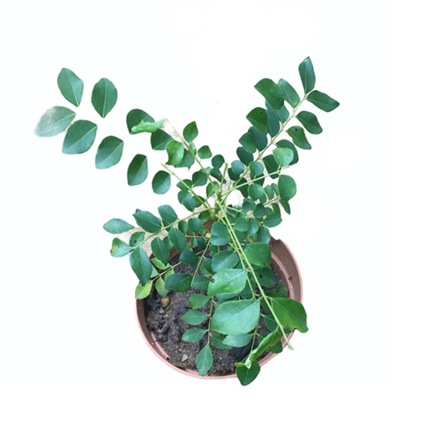 咖喱叶(咖喱叶)药用植物