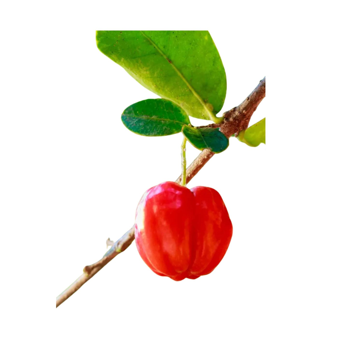 Lakpura® Barbados Cherry Plant