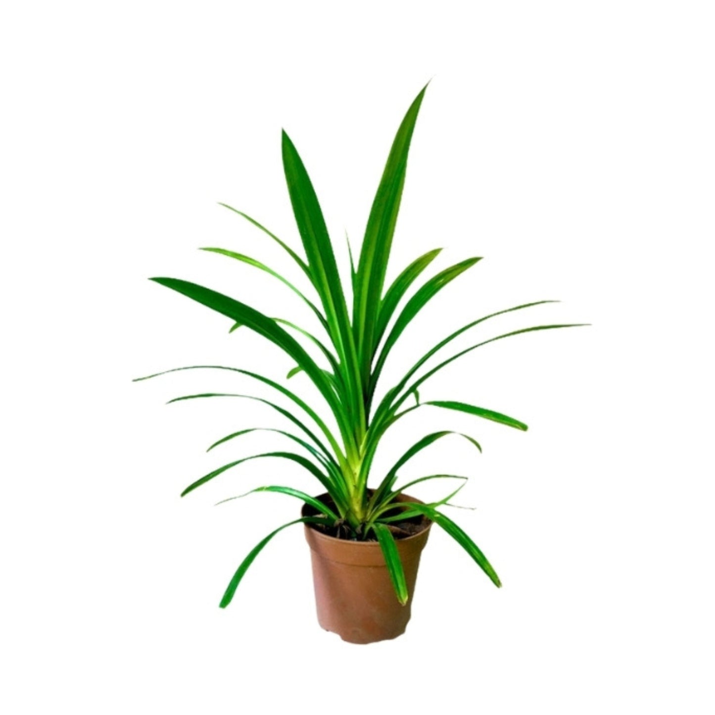 Lakpura® 香兰叶植物