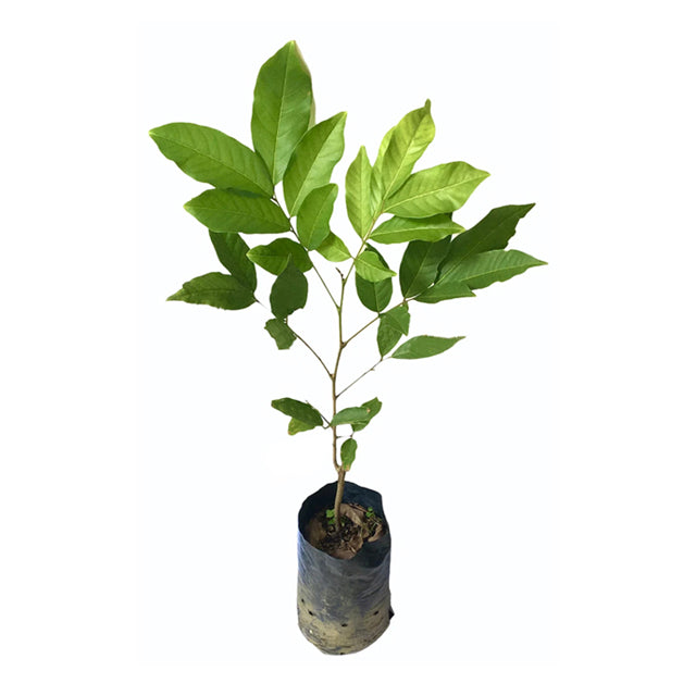 Lakpura® Malaysian Budded Yellow Rambutan Fruit Plant