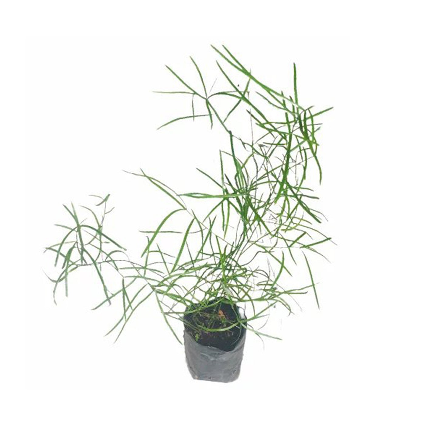 Lakpura® Hathawariya Plant