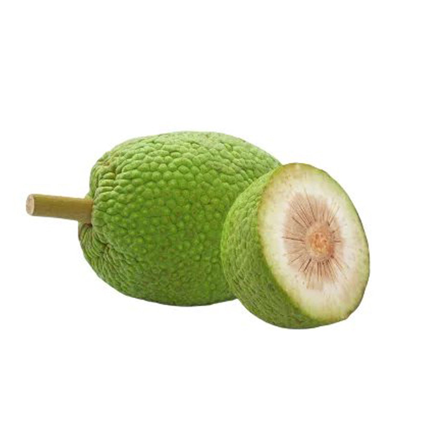 拉克普拉® 面包果植物