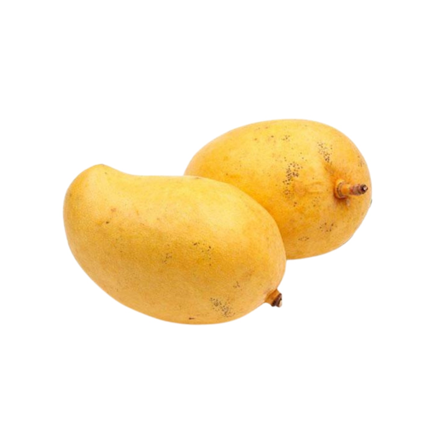 Lakpura® TJC 芒果嫁接植物