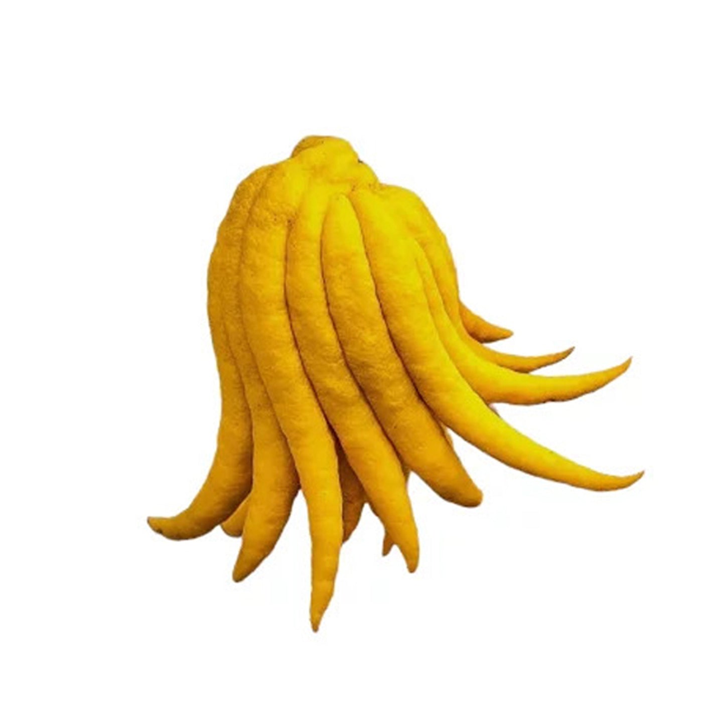 Lakpura® Hand Lemon Plant