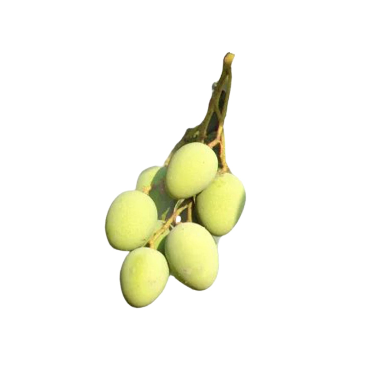 Lakpura® Bandaranayake 无籽(Mee Mango)植物