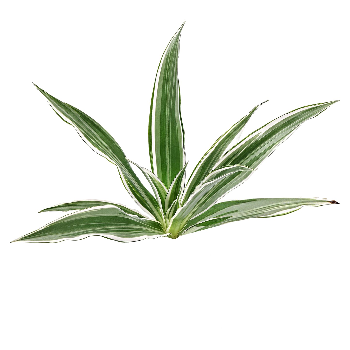 Lakpura Dracaena Sanderiana 白色(50 片叶子)中号