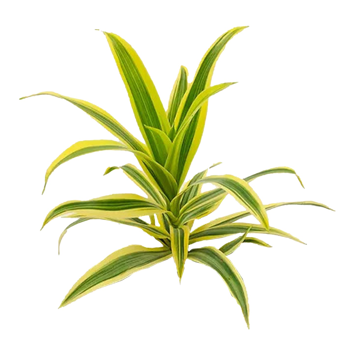 Lakpura Dracaena Reflexa “印度之歌”(50 片叶子)中号