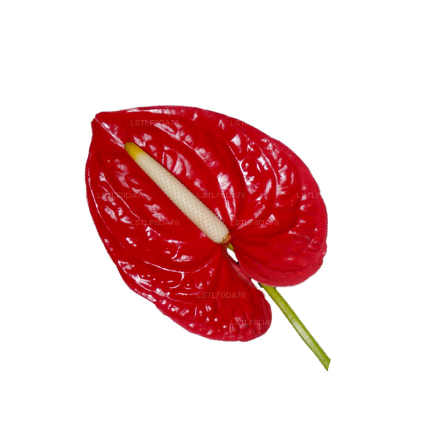 Lakpura Anthurium(20 朵花)