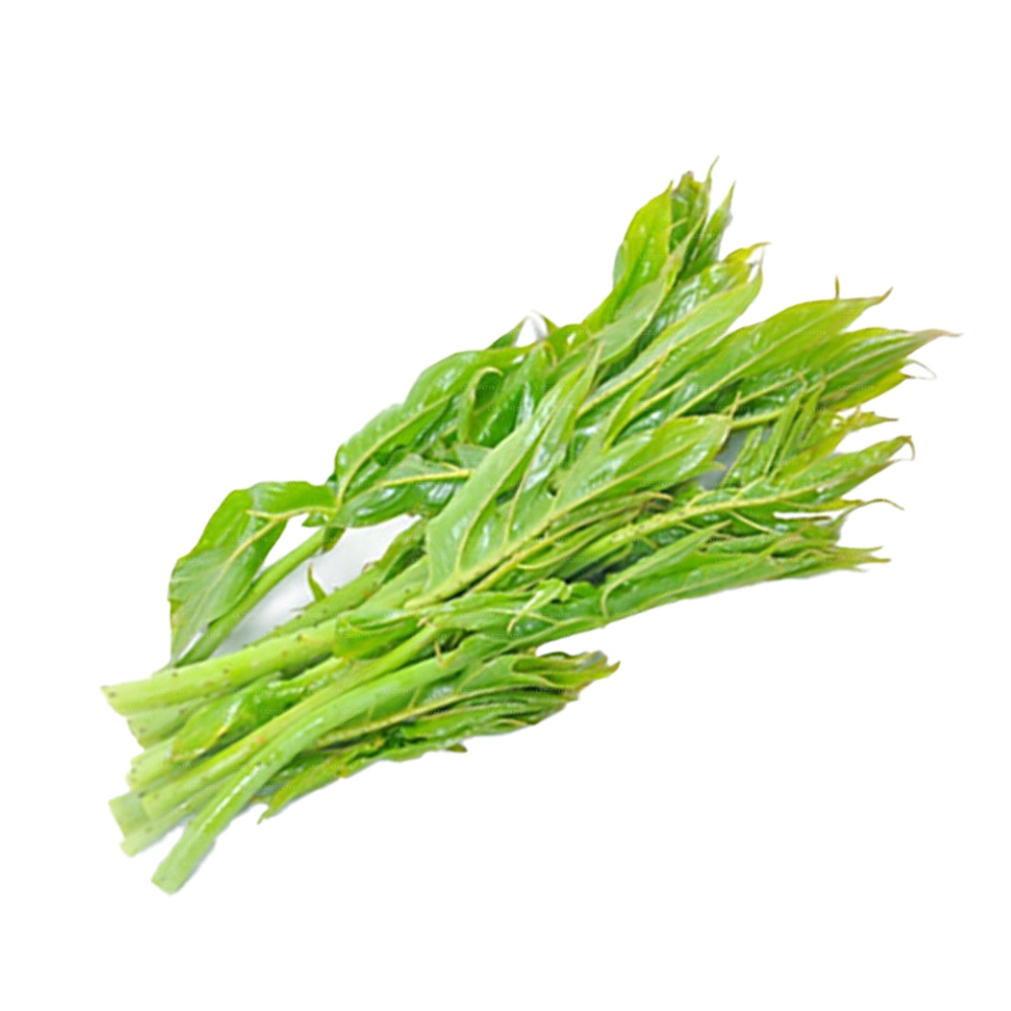 Lakpura Kohila 树叶