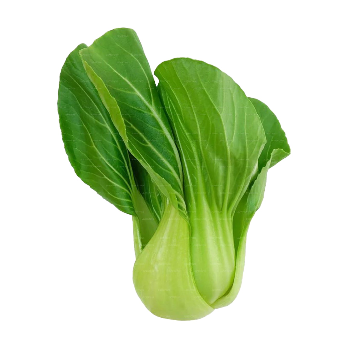 Lakpura® Pak Choi
