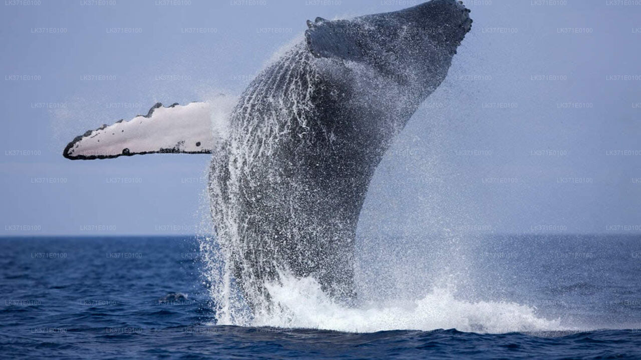 Whale Watching from Koggala on Shared Boat