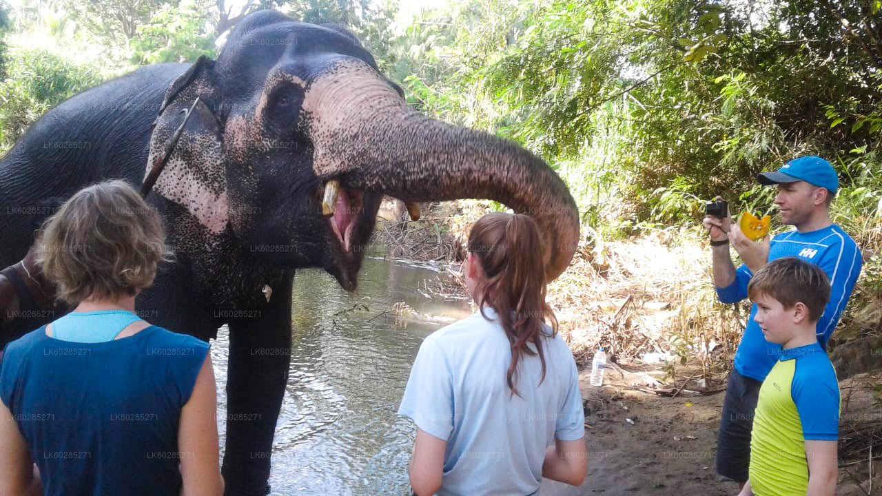 Habarana Elephant Back Ride Tour from Dambulla