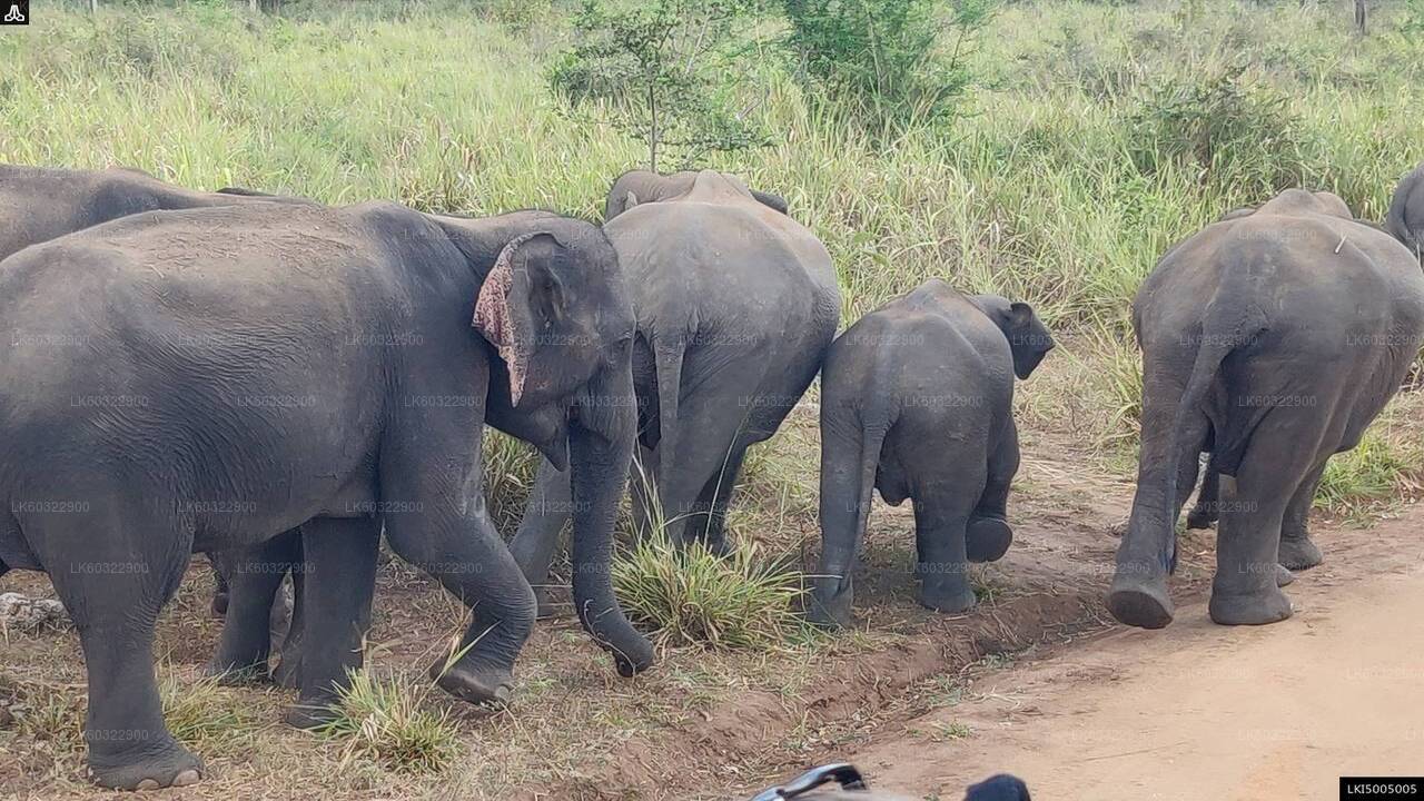 哈巴拉那出发 Hurulu 生态公园私人野生动物园