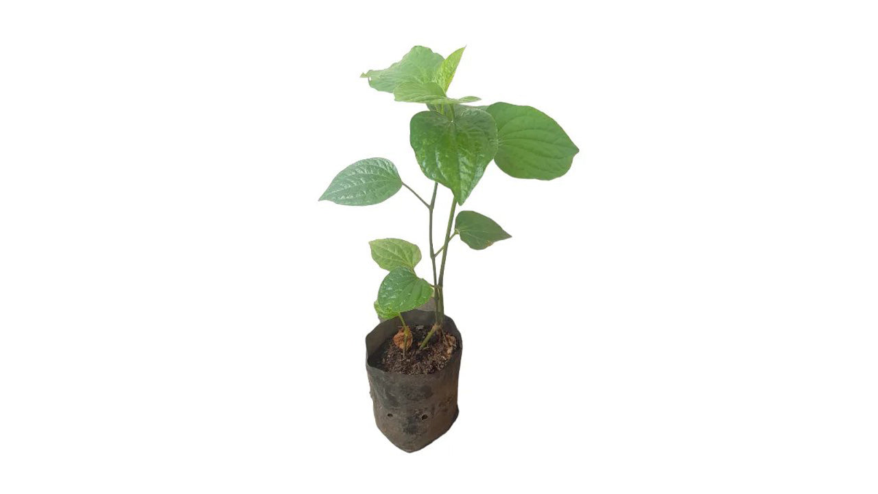 Lakpura Thippili Layered Plants