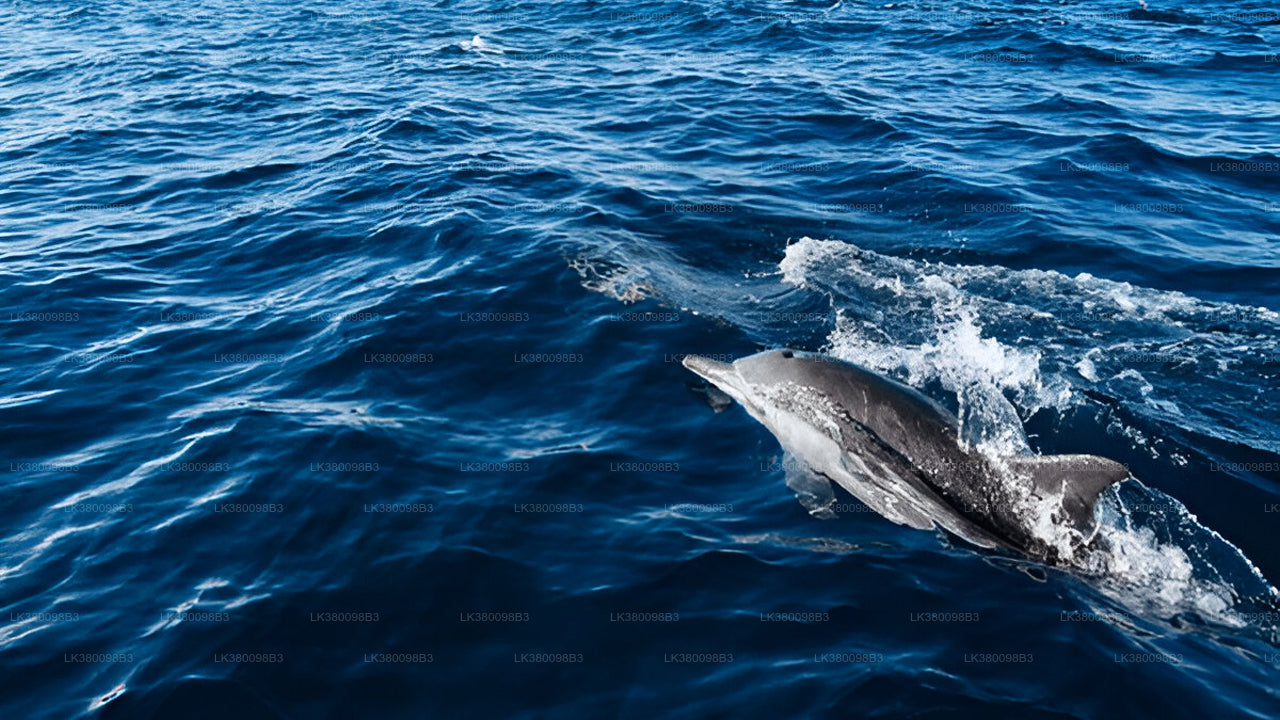 Dolphin Watching from Tangalle