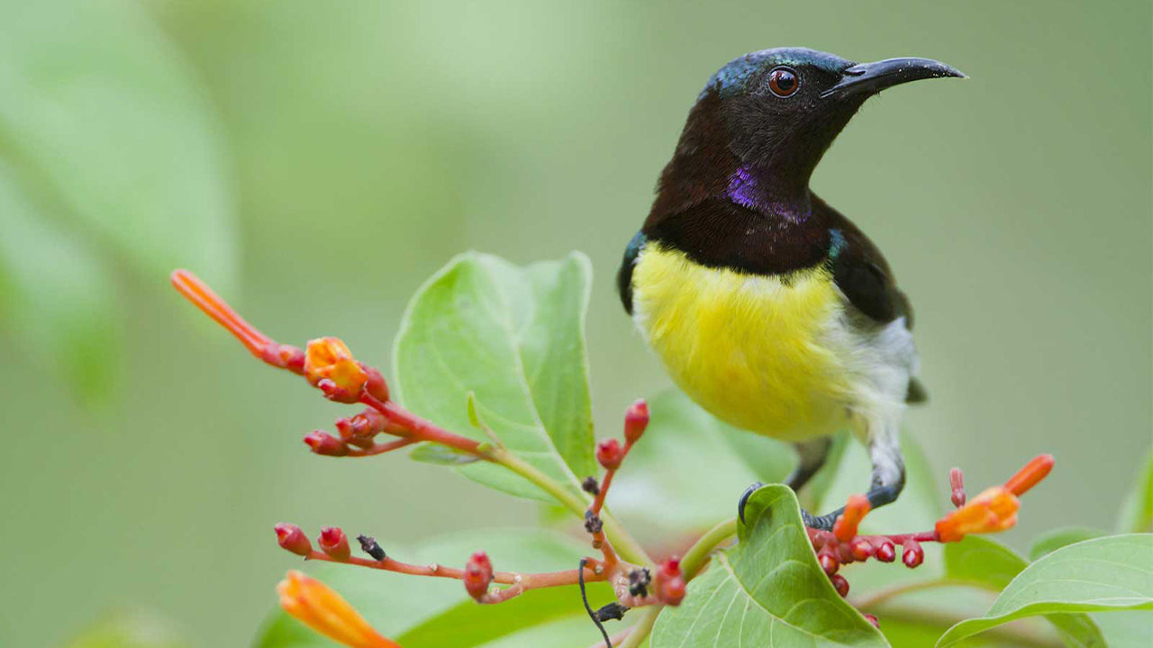 Birdwatching from Kandy - Udawattakele Forest Reserve