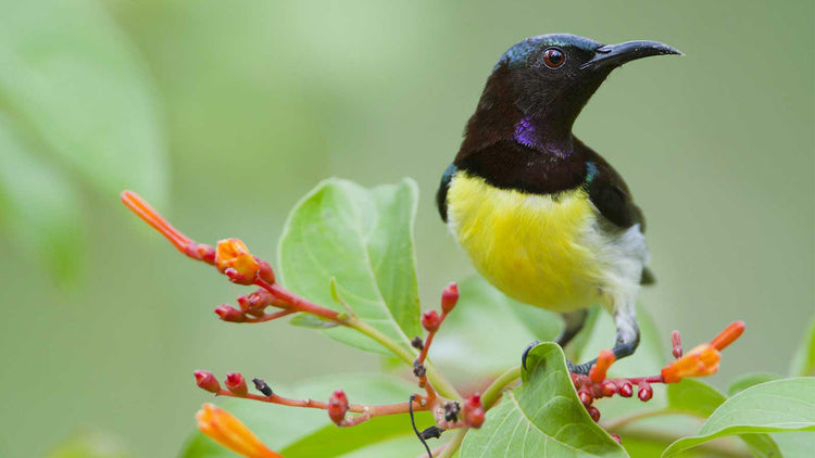 Birdwatching from Kandy - Udawattakele Forest Reserve