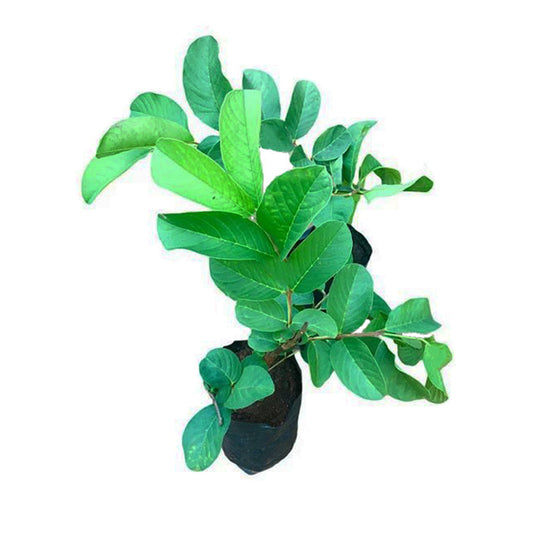 Lakpura Kilo 番石榴水果植物