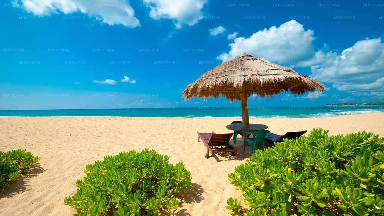 与马赫什·阿贝拉特内一起探索斯里兰卡