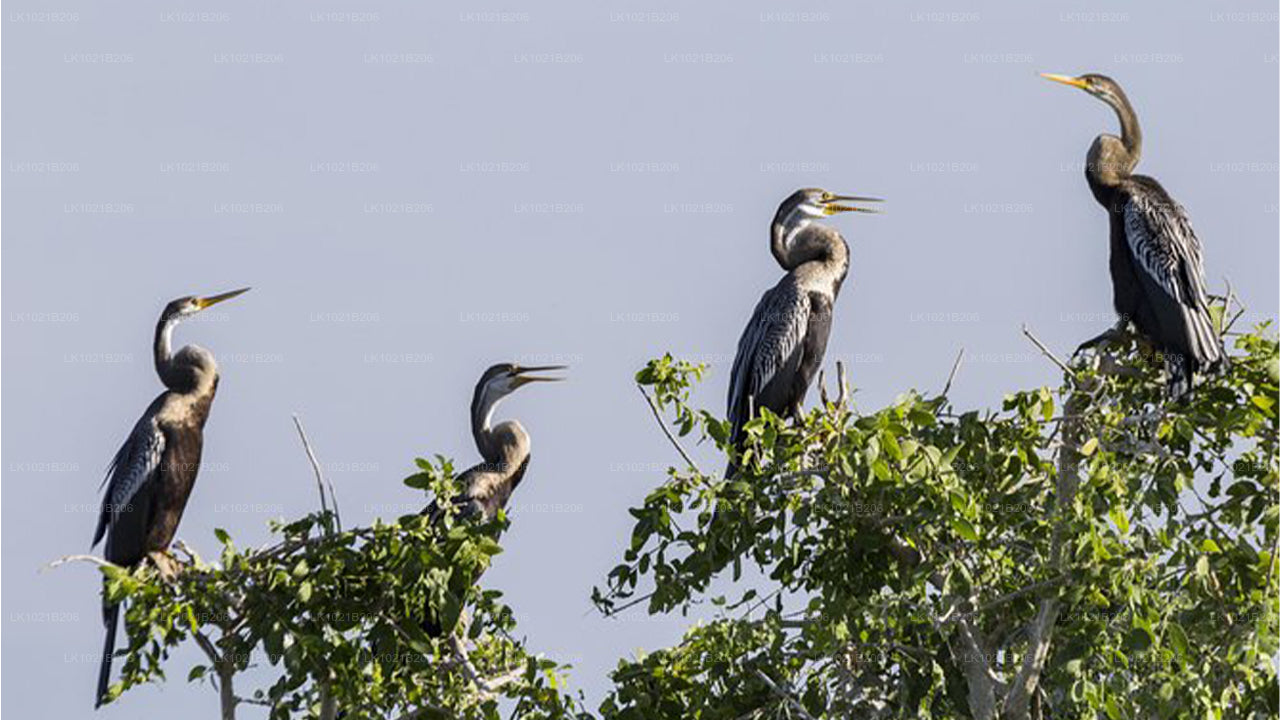 Wild Wonders and Hidden Temples from Galle (2 Days)