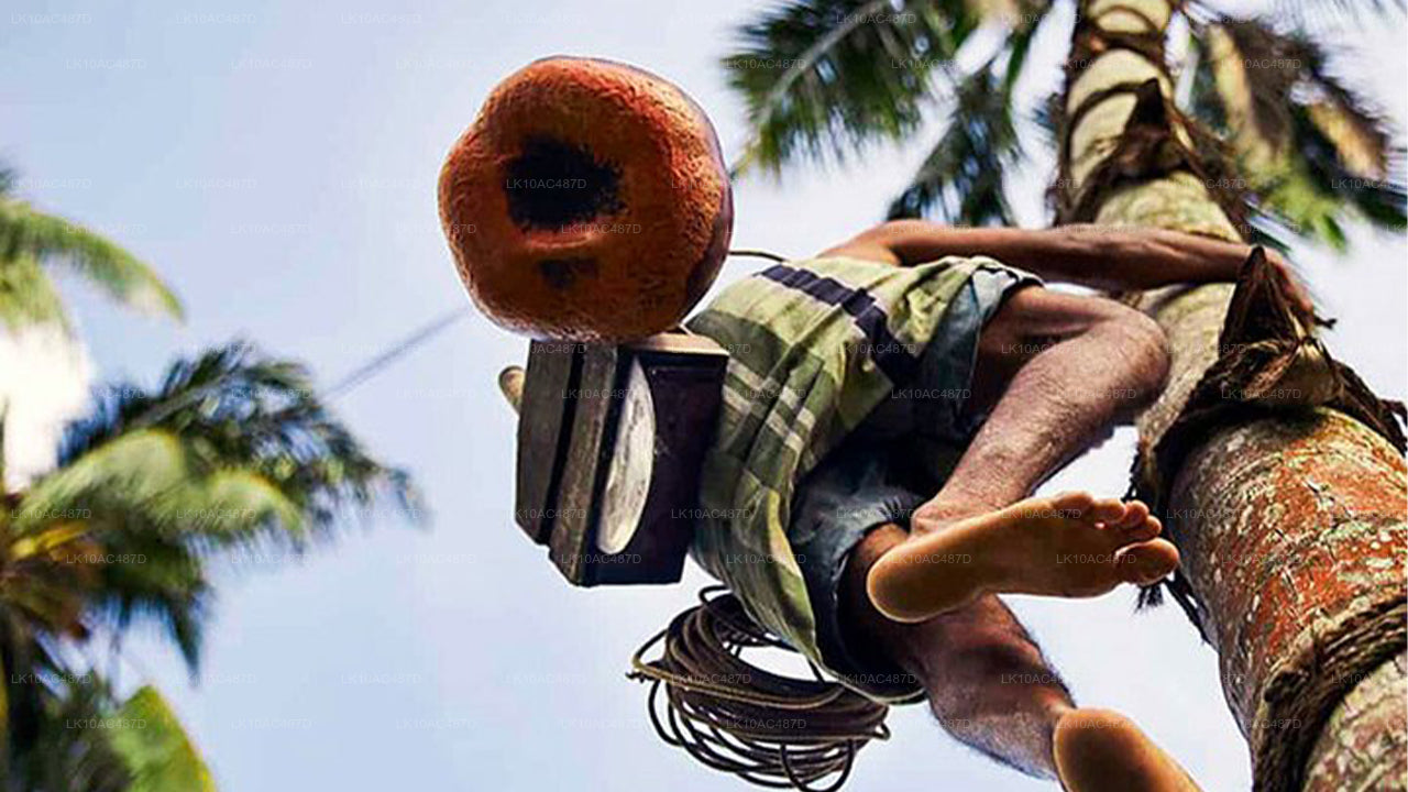 可持续之旅（10天）