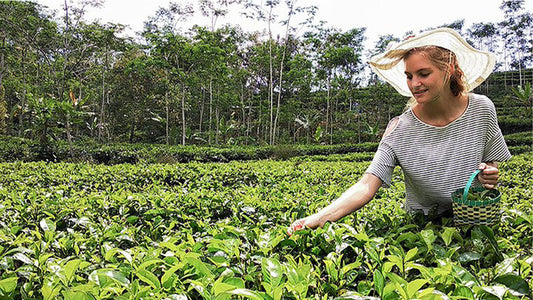 可持续之旅（10天）