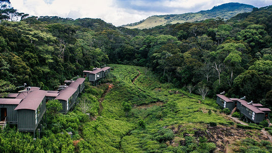 Rainforest Ecolodge, Ratnapura