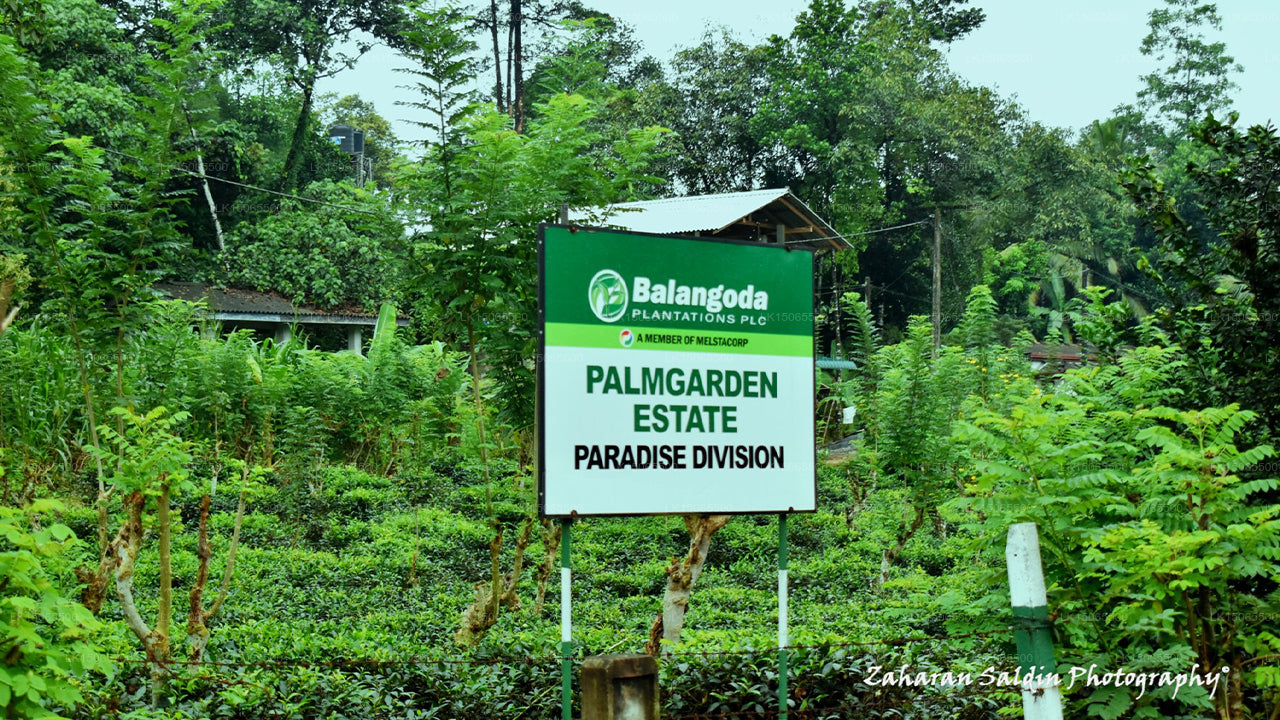 Hynford bungalow, Nawalapitiya