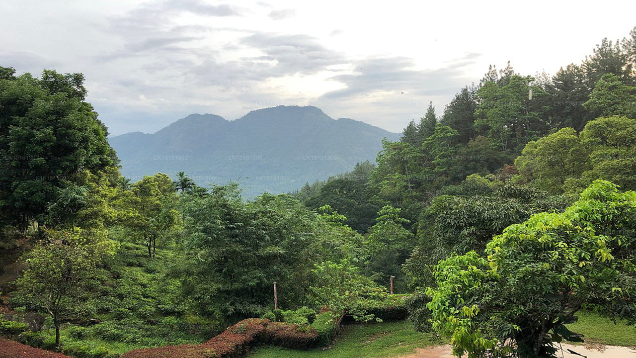 森林边缘，基图尔加勒