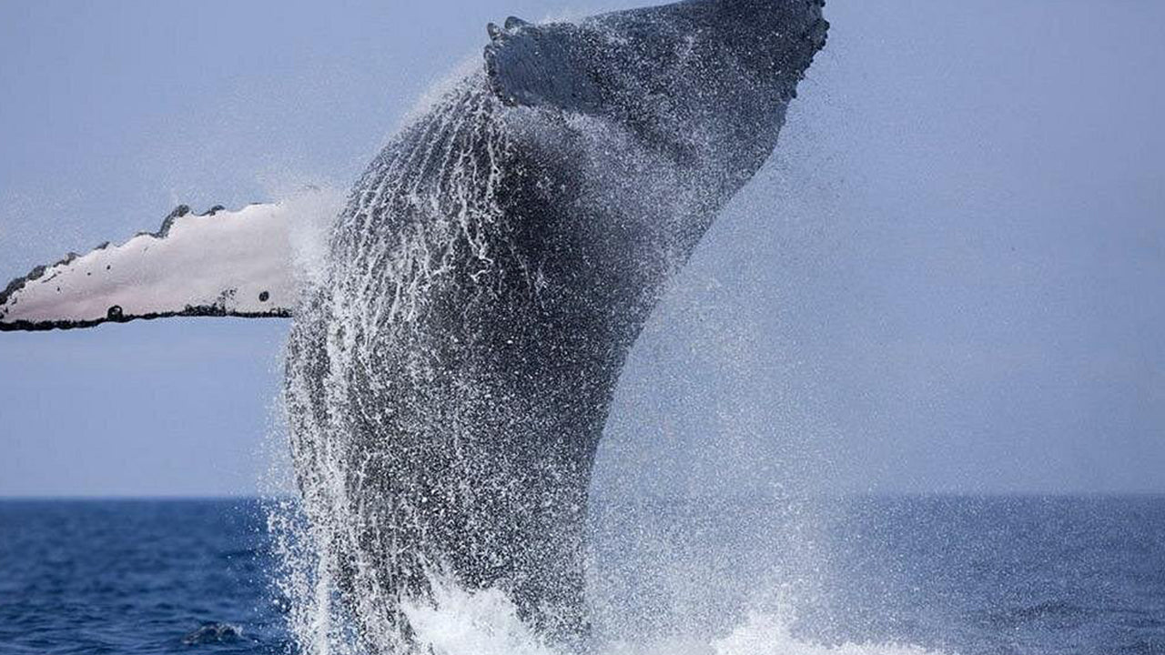 从美蕊沙出发的豪华快艇私人观鲸之旅
