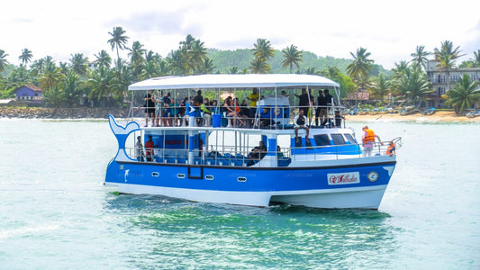 从米瑞莎乘坐共享船观赏鲸鱼