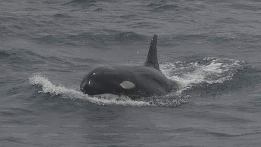 亭可马里出发的观鲸游艇之旅