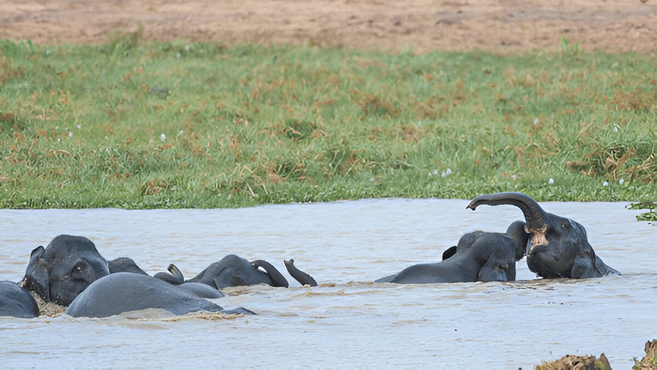 瓦斯加穆瓦野生动物园从锡吉里耶到康提的私人旅游