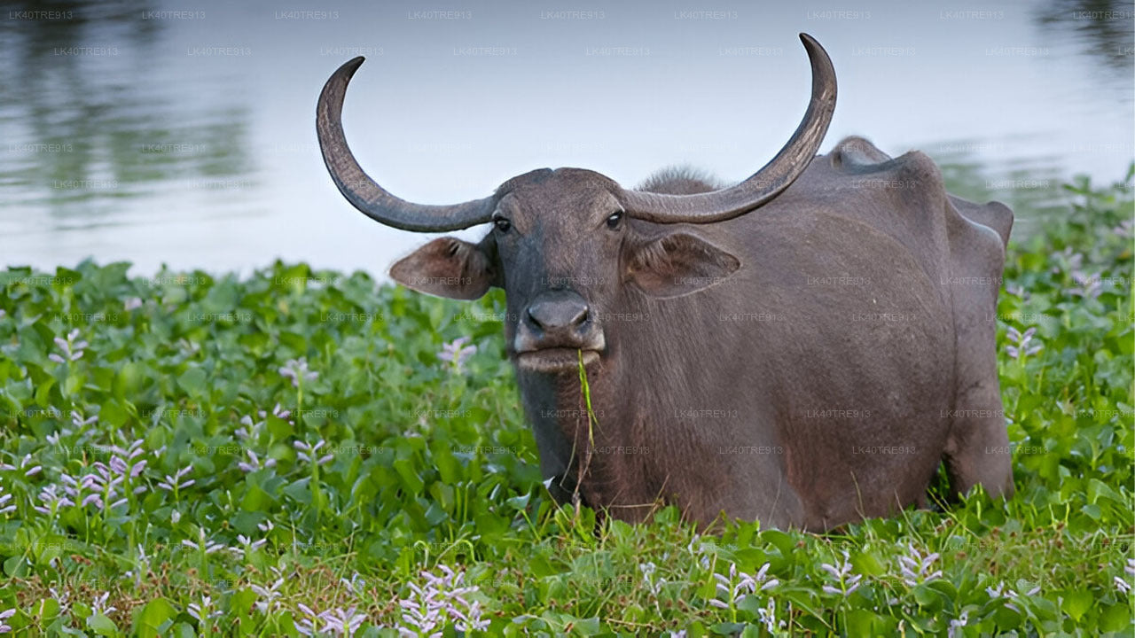 瓦斯加穆瓦野生动物园从锡吉里耶到康提的私人旅游