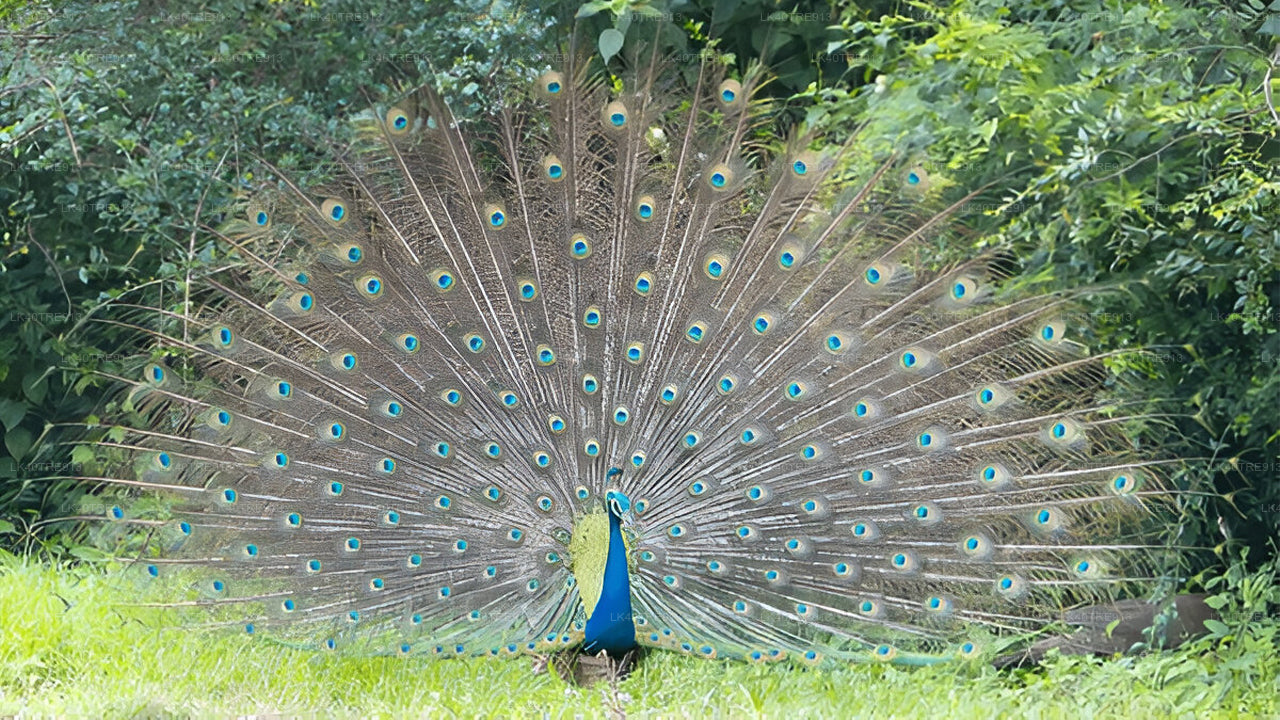瓦斯加穆瓦野生动物园从锡吉里耶到康提的私人旅游
