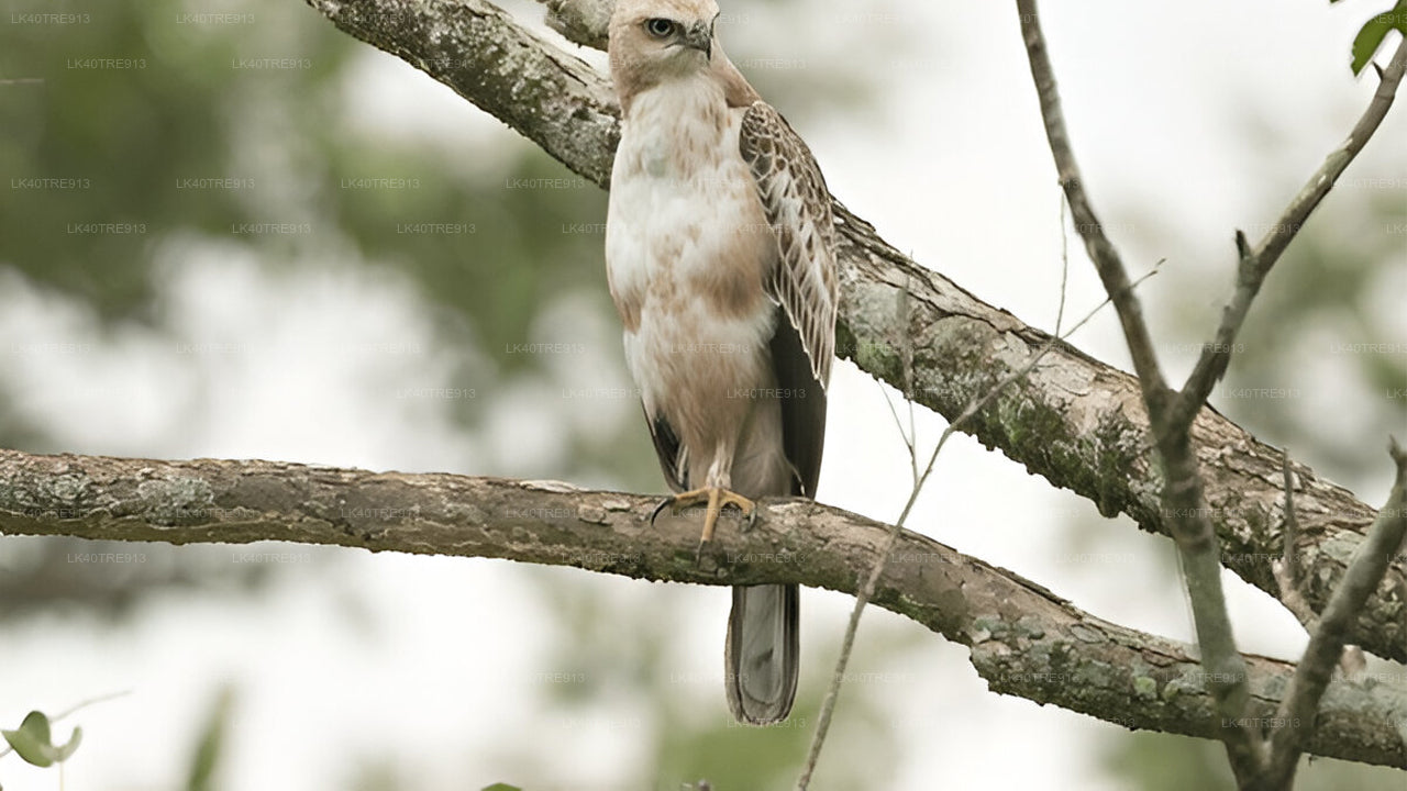 瓦斯加穆瓦野生动物园从锡吉里耶到康提的私人旅游