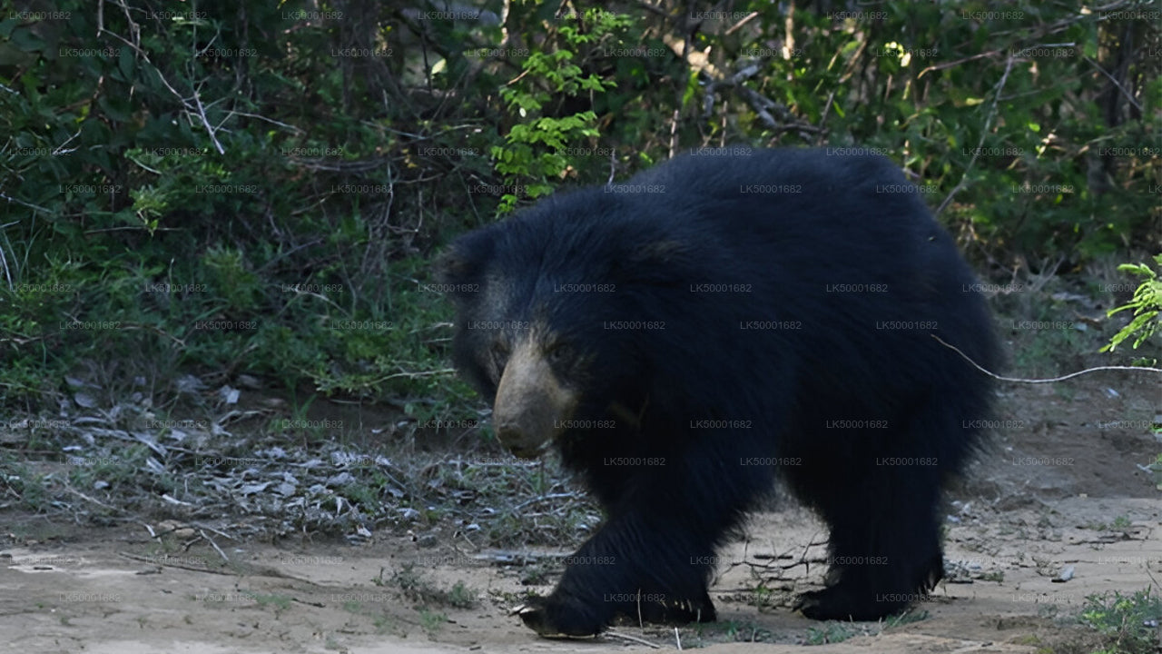 从埃拉到韦利格默的私人旅游，包含亚拉野生动物园之旅。
