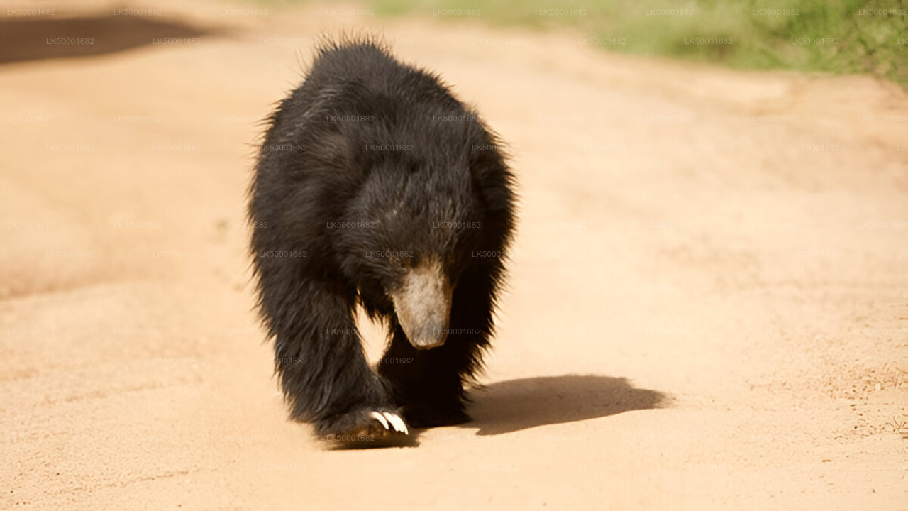 从埃拉到韦利格默的私人旅游，包含亚拉野生动物园之旅。