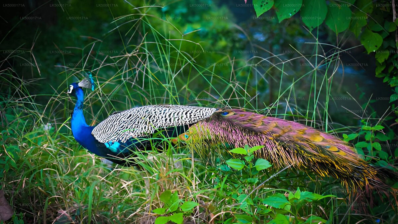乌达瓦拉维国家公园私人野生动物园