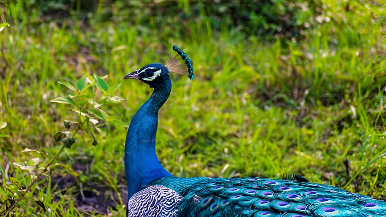 乌达瓦拉维国家公园私人野生动物园