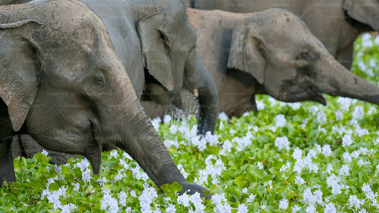 瓦斯加穆瓦国家公园私人自然探险之旅（含自然学家陪同）
