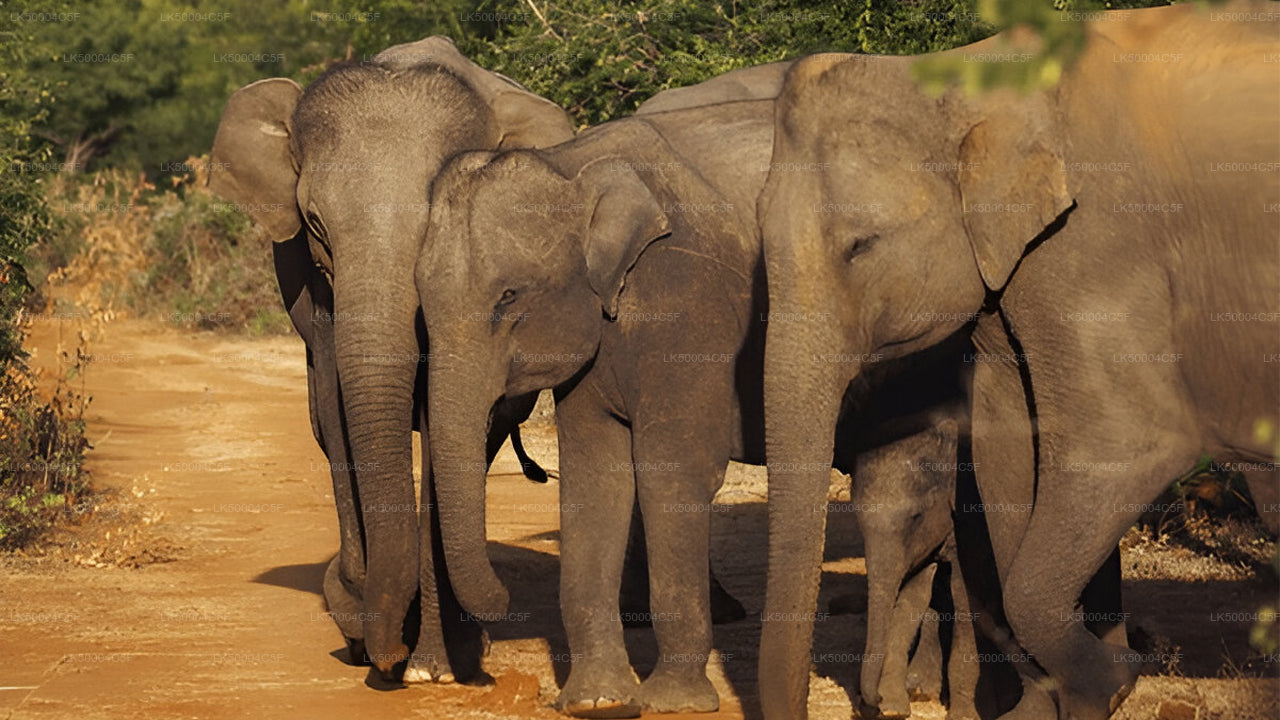 从埃拉到韦利格默的私人旅游，由乌达瓦拉维野生动物园提供。